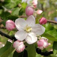 3080_4220013 Eine geöffnete Blüte an einem Apfelbaum - Knospen. | Fruehlingsfotos aus der Hansestadt Hamburg; Vol. 2